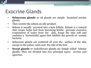 Exocrine Glands
• Sebaceous glands or oil glands are simple branched areolar
glands.
• They secrete the sebum an oily product.
• Sebum is usually secreted into a hair follicle. Sebum is a natural
skin cream, helps hair from becoming brittle, prevents excessive
evaporation of water from the skin, keeps the skin soft and
contains a bactericidal agent that inhibits the growth of certain
bacteria.
• Sebaceous glands are scattered all over the surface of the skin
except in the palms, soles and the side of the feet.
• Sweat glands or sudoriferous glands are simple coiled tubular
glands. They are divided into two principal types: eccrine and
apocrine.
 