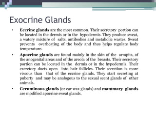 Exocrine Glands
• Eccrine glands are the most common. Their secretory portion can
be located in the dermis or in the hypodermis. They produce sweat,
a watery mixture of salts, antibodies and metabolic wastes. Sweat
prevents overheating of the body and thus helps regulate body
temperature.
• Apocrine glands are found mainly in the skin of the armpits, of
the anogenital areas and of the areola of the breasts. Their secretory
portion can be located in the dermis or in the hypodermis. Their
excretory ducts open into hair follicles. Their secretion is more
viscous than that of the eccrine glands. They start secreting at
puberty and may be analogous to the sexual scent glands of other
animals.
• Ceruminous glands (or ear wax glands) and mammary glands
are modified apocrine sweat glands.
 