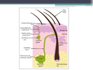 Integumentary System 