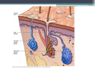 Integumentary System 