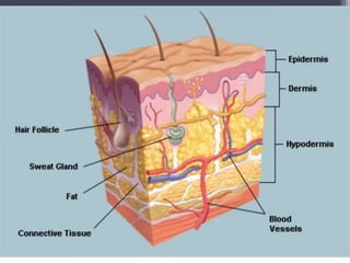 Integumentary System 