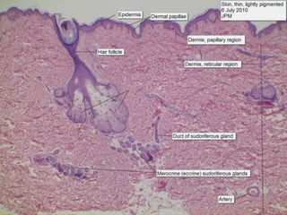 Integumentary System 