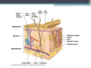 Integumentary System 