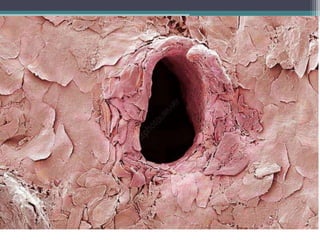 Integumentary System 
