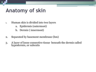 Anatomy of skin
1. Human skin is divided into two layers
a. Epidermis (outermost)
b. Dermis ( innermost)
2. Separated by basement membrane (bm)
3. A layer of loose connective tissue beneath the dermis called
hypodermis, or subcutis
 