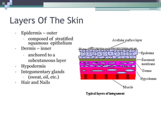 Layers Of The Skin
• Epidermis – outer
• composed of stratified
squamous epithelium
• Dermis – inner
• anchored to a
subcutaneous layer
• Hypodermis
• Integumentary glands
• (sweat, oil, etc.)
• Hair and Nails
 