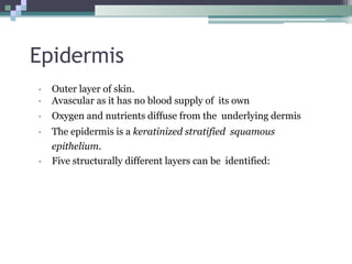 Epidermis
• Outer layer of skin.
• Avascular as it has no blood supply of its own
• Oxygen and nutrients diffuse from the underlying dermis
• The epidermis is a keratinized stratified squamous
epithelium.
• Five structurally different layers can be identified:
 