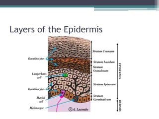 Layers of the Epidermis
 