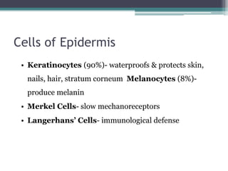 Cells of Epidermis
• Keratinocytes (90%)- waterproofs & protects skin,
nails, hair, stratum corneum Melanocytes (8%)-
produce melanin
• Merkel Cells- slow mechanoreceptors
• Langerhans’ Cells- immunological defense
 
