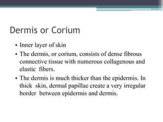 Dermis or Corium
• Inner layer of skin
• The dermis, or corium, consists of dense fibrous
connective tissue with numerous collagenous and
elastic fibers.
• The dermis is much thicker than the epidermis. In
thick skin, dermal papillae create a very irregular
border between epidermis and dermis.
 