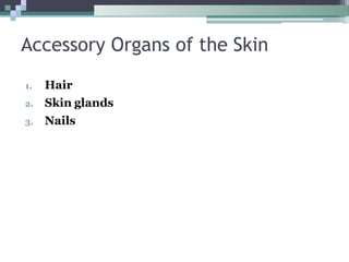 1. Hair
2. Skin glands
3. Nails
Accessory Organs of the Skin
 