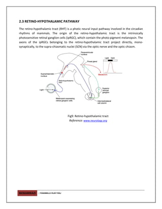 BIOKAMIKAZI | YANAMALA VIJAY RAJ
2.3 RETINO-HYPOTHALAMIC PATHWAY
The retino-hypothalamic tract (RHT) is a photic neural input pathway involved in the circadian
rhythms of mammals. The origin of the retino-hypothalamic tract is the intrinsically
photosensitive retinal ganglion cells (ipRGC), which contain the photo pigment melanopsin. The
axons of the ipRGCs belonging to the retino-hypothalamic tract project directly, mono-
synaptically, to the supra-chiasmatic nuclei (SCN) via the optic nerve and the optic chiasm.
Fig9: Retino-hypothalamic tract
Reference: www.neurology.org
 
