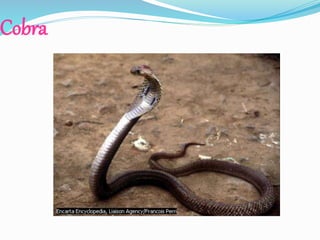Cobra
 
