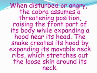 When disturbed or angry,
the cobra assumes a
threatening position,
raising the front part of
its body while expanding a
hood near its head. The
snake creates its hood by
expanding its movable neck
ribs, which stretches out
the loose skin around its
neck.
 