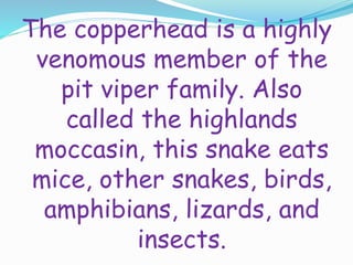 The copperhead is a highly
venomous member of the
pit viper family. Also
called the highlands
moccasin, this snake eats
mice, other snakes, birds,
amphibians, lizards, and
insects.
 