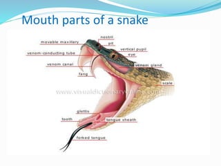 Mouth parts of a snake
 