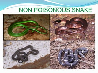 NON POISONOUS SNAKE
 