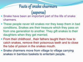  Snake have been an important part of the life of snake
charmers.
 These people never kill snakes nor they keep them in bad
conditions. Snakes are their treasure which they pass on
from one generation to another. They gift snakes to their
daughters when they get married.
 From their childhood , their fathers taught them how to
catch snakes, remove their poisonous teeth and to close
the tube of poison in the snakes mouth.
 Snake charmers move from village to village carrying
snakes in bamboo baskets to entertain people.
 