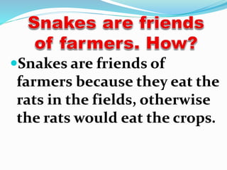 Snakes are friends of
farmers because they eat the
rats in the fields, otherwise
the rats would eat the crops.
 