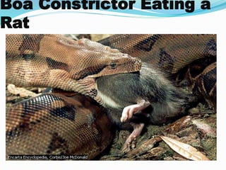 Boa Constrictor Eating a
Rat
 