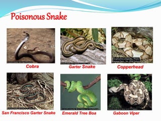 Poisonous Snake
Emerald Tree Boa
Garter Snake
San Francisco Garter Snake
CopperheadCobra
Gaboon Viper
 