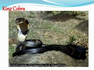 King Cobra
 