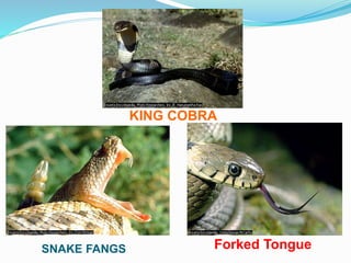 KING COBRA
SNAKE FANGS Forked Tongue
 
