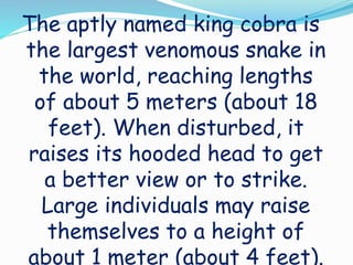 The aptly named king cobra is
the largest venomous snake in
the world, reaching lengths
of about 5 meters (about 18
feet). When disturbed, it
raises its hooded head to get
a better view or to strike.
Large individuals may raise
themselves to a height of
about 1 meter (about 4 feet).
 