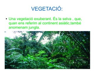 VEGETACIÓ:
● Una vegetació exuberant. És la selva , que,
quan ens referim al continent asiàtic,també
anomenam jungla.
 