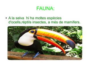 FAUNA:
● A la selva hi ha moltes espècies
d'ocells,rèptils insectes, a més de mamífers.
 