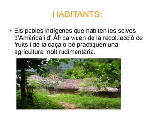 HABITANTS:
● Els pobles indígenes que habiten les selves
d'Amèrica i d' Àfrica viuen de la recol.lecció de
fruits i de la caça o bé practiquen una
agricultura molt rudimentària.
 
