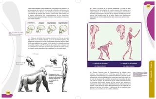 156
 Columna vertebral. La columna vertebral de forma recta en
los simios, en el Homo Sapiens y en sus ancestros bípedos, ha
adquirido una serie de curvas que permiten soportar mejor el peso
de la parte superior del cuerpo. Por lo demás, la columna vertebral
ha podido erguirse casi 90º a la altura de la pelvis; si se compara con
un chimpancé se nota que al carecer este primate de estas curvas,
su cuerpo resulta empujado hacía adelante por el propio peso.
capacidad craneana (para ajustarse al crecimiento del cerebro), el
achatamiento del rostro, el retroceso de la barbilla y la disminución
del tamaño de los dientes. Los científicos piensan que el increíble
crecimiento de tamaño del cerebro puede estar relacionado con
la mayor sofisticación del comportamiento de los homínidos.
Observemos la siguiente imagen donde se nos muestra la evolución
del cráneo humano:
Figura 2: Evolución del cráneo
humano.
Fuente: http://www.portalplaneta-
sedna.com.ar/evolucion.htm
Australopithecus
(3-2 millones de años)
Homo erectus
(750.000 años)
Homo neanderthalensis
(100.000 a 40.000 años)
Homo (Sapiens) sapiens
(40.000 años hasta hoy)
6°-Unidad2-Guía4
157
 Pelvis. La pelvis se ha debido ensanchar, lo cual ha sido
fundamental en la evolución de nuestra especie. Los huesos de la
región pelviana en los Homo Sapiens (e inmediatos antecesores),
permiten soportar mejor el peso de los órganos al estar en posición
erecta. Esta modificación de la pelvis implica una disminución
importante en la velocidad posible de la carrera por parte de los
humanos.
 Piernas. También para la bipedestación ha habido otros
cambios muy importantes y evidentes, particularmente en los
miembros y articulaciones. Los miembros inferiores –piernas- se han
robustecido, el fémur humano(es el hueso que conecta la pelvis con
el resto de la pierna) le posibilita la marcha sin necesidad de girar
casi todo el cuerpo, la articulación de la rodilla permite moverse
en diversas direcciones; aunque en los monos -por ejemplo el
chimpancé- existe una mayor flexibilidad de la articulación de la
rodilla, lo que facilita un mejor desplazamiento por las copas de los
árboles, es así que el humano , a diferencia de sus parientes más
próximos, no marcha con las rodillas dobladas.
Figura 3: Comparación de la pelvis
en el mono y en el Sapiens Sapiens.
Fuente: http://regusto.
es/2011/09/02/tambien-la-alimenta-
cion-hace-al-hombre/
 