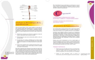 158
Antes de la marcha bípeda, es decir, cuando andaban en cuatro patas, era
muy complicado realizar largos desplazamientos. Los primeros homínidos
de sabana probablemente se vieron obligados a desplazarse distancias
considerables en campo abierto para alcanzar grupos de árboles situados
a distancia. La marcha bípeda pudo ser muy eficaz en estas condiciones ya
que:
 Permite mirar el horizonte por encima de la vegetación en busca de
árboles o depredadores que los pusieran en peligro.
 Permite transportar cosas (como comida, palos, piedras o crías) con
las manos libres.
 Es más lenta que la marcha cuadrúpeda; pero es menos costosa
energéticamente, lo que debería ser interesante para recorrer largas
distancias en la sabana o en un hábitat más pobre en recursos que la
selva.
 Expone menos superficie al Sol y permite aprovechar la brisa, lo que
ayuda a no recalentar el cuerpo y ahorrar agua, cosa útil en un hábitat
con escasez de este elemento.
Hace años se argumentó que la liberación de las manos por parte de los
primeros homínidos bípedos les permitió elaborar armas de piedra para
cazar, lo cual habría sido el principal motor de nuestra evolución. Hoy está
claro que la liberación de las manos (que se produjo hace más de 4 millones
de años) no está ligada a la fabricación de herramientas, que aconteció
unos 2 millones de años después, y que los primeros homínidos no eran
cazadores que, a lo sumo, comían carroña esporádicamente.
Ventajas y desventajas de la
bipedestación
Texto adaptado de: La evolución
del hombre. Recuperado de:
http://www.taringa.net/posts/
info/3096602/La-evolucion-del-
hombre.html
Figura 4: Pierna del Homo sapiens.
6°-Unidad2-Guía4
159
Ejercitación
CONTINUAMOS APRENDIENDO SOBRE
NUESTROS CAMBIOS Y TRANSFORMACIONES
LEEMOS CON MUCHA ATENCIÓN EL
SIGUIENTE TEXTO
El proceso de humanizacíon
No se puede explicar la forma actual de nuestro cuerpo de otra manera
que en función del pensamiento, pues no se puede comprender el
cuerpo del ser humano si no se considera que éste es un ser inteligente.
La aparición de la inteligencia reflexiva concuerda con el acabamiento
del cuerpo. Según algunos autores, la postura erecta o bípeda del
Australopithecus dejó libres sus manos, hecho que le permitió construir
instrumentos. Sin embargo, su cerebro seguía muy por debajo de los
tipos humanos y, pese a todo, en muchos yacimientos o hallazgos han
aparecido huesos de Australopithecus asociados al fuego y a objetos
de piedra que habían sido manipulados. Es difícil dar una respuesta
totalmente definitiva.
Podemos decir que la humanización no fue, en modo alguno, un
fenómeno instantáneo, sino que, al contrario, se extendió durante mucho
tiempo. A la dualidad mano-cerebro, que nos parece uno de los factores
del fenómeno reflexivo habría que agregar el lenguaje. El hombre es el
único que presenta esta triple acción: mano, cerebro y habla.
TRABAJO INDIVIDUAL
1. Según el texto que nos habla del proceso de humanización:
¿qué características importantes se mencionan sobre este
proceso?, ¿cuáles fueron los principales cambios de los
primeros homínidos a los seres humanos de la actualidad?
2. Elaboro un árbol genealógico sobre el proceso de
hominización, para ello debo apoyarme en las instrucciones.
Texto adaptado de: Ayala, F.J. (1996).
El origen y evolución del hombre.
Madrid: Alianza Editorial.
Pero la bipedestación trajo una desventaja en la reproducción, ya que el
hecho de pasar del cuadrupedismo al bipedismo, conllevó un cambio
anatómico de las caderas, con gran reducción del canal del parto que hacia
más difícil y doloroso el alumbramiento.
 