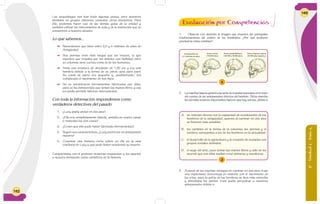 162
Los arqueólogos nos han dado algunas pistas; pero nosotros
divididos en grupos debemos consultar otros elementos. Para
ello, podemos hacer uso de las demás guías de la unidad y
también utilizar los instrumentos de aula y de la institución que se
encuentren a nuestro alcance.
Lo que sabemos...
 Recordemos que tiene entre 3,5 y 4 millones de años de
Antigüedad.
 Sus piernas eran más largas que los brazos, lo que
muestra que trepaba por los árboles con facilidad; pero
su columna tiene curvas como la de los humanos.
 Tenía una estatura de alrededor de 1,20 cm y era una
hembra debido a la forma de su pelvis apta para parir.
Su canal de parto era pequeño y, posiblemente, era
complicado el nacimiento de sus hijos.
 No se encontraron herramientas fabricadas por ellos;
pero se ha demostrado que tenían las manos libres y eso
les podía permitir fabricar instrumentos.
Con toda la información respondemos como
verdaderos detectives del pasado
1. ¿Lucy podía andar en dos pies?
2. ¿Ella era completamente bípeda, andaba en cuatro patas
o realizaba las dos cosas?
3. ¿Creen que ella pudo haber fabricado herramientas?
4. Según sus características, ¿Lucy podrá ser un antepasado
nuestro?
5. Creamos una historia corta sobre un día en la vida
cotidiana de Lucy y qué pudo haber producido su muerte.
Compartimos con el profesor nuestras respuestas y los aportes
a nuestra formación como científicos de la historia.
6°-Unidad2-Guía4
163
1. Observo con atención la imagen que muestra las principales
trasformaciones del cráneo de los homínidos. ¿Por qué pudieron
producirse estos cambios?
2
A. su relación directa con la capacidad de socialización de los
hombres de la antigüedad, quienes al caminar en dos pies
se hicieron más amables.
B. los cambios en la forma de la columna, las piernas y el
cerebro; semejantes a los de los hombres en la actualidad.
C. el desarrollo de la agricultura y la creación de ciudades con
grupos sociales definidos.
D. el auge del arte, pues tenían las manos libres y sólo se les
ocurrió que con ellas podían crear pinturas y esculturas.
1
Australopithecus
(3-2 millones de años)
Homo erectus
(750.000 años)
Homo neanderthalensis
(100.000 a 40.000 años)
Homo (Sapiens) sapiens
(40.000 años hasta hoy)
2. La marcha bípeda generó una serie de transformaciones en el resto
del cuerpo de los antepasados directos del hombre. Dicha marcha
les permitió avances importantes hacia lo que hoy somos, debido a
3. A pesar de las muchas ventajas de caminar en dos pies, trajo
una importante desventaja en relación con el nacimiento de
las crías, pues la pelvis de las hembras se hizo más estrecha
y dificultaba los partos. Esto podía perjudicar a nuestros
antepasados debido a
Evaluación por Competencias
 
