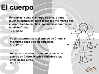 El cuerpo
  Porque así como el cuerpo es uno, y tiene
  muchos miembros, pero todos los miembros del
  cuerpo, siendo muchos, son un solo cuerpo, así
  también Cristo.
  1Co. 12:12

  Vosotros, pues, sois el cuerpo de Cristo, y
  miembros cada uno en particular.
  1Co 12:27

  Así nosotros, siendo muchos, somos un
  cuerpo en Cristo, y todos miembros los
  unos de los otros.
  Ro. 12:5
 
