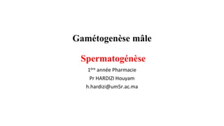 1ère année Pharmacie
Pr HARDIZI Houyam
h.hardizi@um5r.ac.ma
Gamétogenèse mâle
Spermatogénèse
 