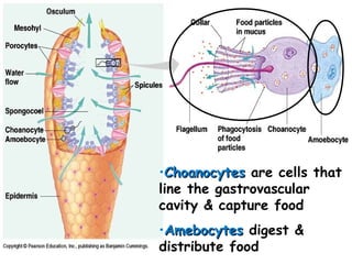 •ChoanocytesChoanocytes are cells that
line the gastrovascular
cavity & capture food
•AmebocytesAmebocytes digest &
distribute food
 