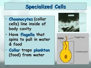 Specialized CellsSpecialized Cells
• ChoanocytesChoanocytes (collar
cells) line inside of
body cavity
• Have flagellaflagella that
spins to pull in water
& food
• CollarCollar traps planktonplankton
(food) from water
Collar
 