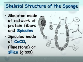 Skeletal Structure of the SpongeSkeletal Structure of the Sponge
• Skeleton made
of network of
protein fibers
and SpiculesSpicules
• Spicules made
of CaCOCaCO33
(limestone) or
silicasilica (glass)
 