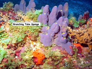 Branching Tube SpongeBranching Tube Sponge
 