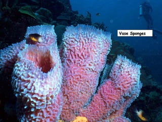 Vase SpongesVase Sponges
 