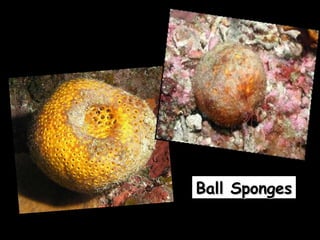 Ball SpongesBall Sponges
 