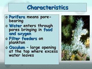 CharacteristicsCharacteristics
o PoriferaPorifera means pore-
bearing
o WaterWater enters through
pores bringing in foodfood
and oxygenand oxygen
o Filter feedersFilter feeders on
plankton
o OsculumOsculum – large opening
at the top where excess
water leaves
 