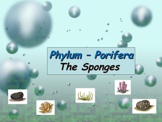 Phylum – PoriferaPhylum – Porifera
The SpongesThe Sponges
 