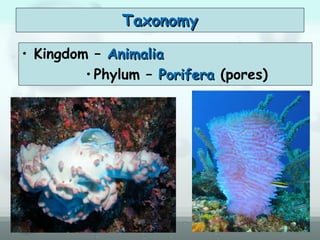 TaxonomyTaxonomy
• Kingdom – AnimaliaAnimalia
• Phylum – PoriferaPorifera (pores)
 