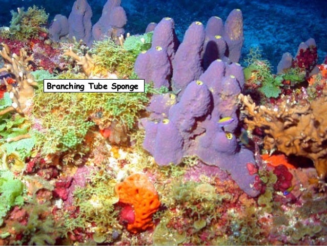 how do sponges move?/slideshare how do sponges move?/slideshare