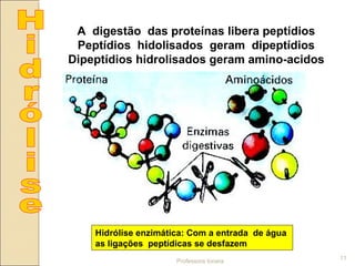 Hidrólise enzimática: Com a entrada de água
as ligações peptídicas se desfazem
Professora Ionara
11
A digestão das proteínas libera peptídios
Peptídios hidolisados geram dipeptídios
Dipeptídios hidrolisados geram amino-acidos
 