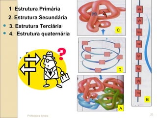  1 B Estrutura Primária
 2 D Estrutura Secundária
 3 C Estrutura Terciária
 4 A Estrutura Quaternária
Professora Ionara
23
1 Estrutura Primária
2. Estrutura Secundária
 3. Estrutura Terciária
 4. Estrutura quaternária
C
D
A
B
Resposta
 