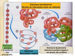 Professora Ionara 24
Estrutura
primária
Estrutura terciária=nó
Devido ás interações entre os radicais
Estrutura
Secundária = espiral
Estrutura Quaternária
Estrutura protéica ligada a
um grupo não protéico
é a seqüênciaé a seqüência
dosdos
aminoácidosaminoácidos
 