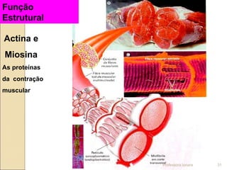 Actina e
Miosina
As proteínas
da contração
muscular
Função
Estrutural
Professora Ionara 31
 